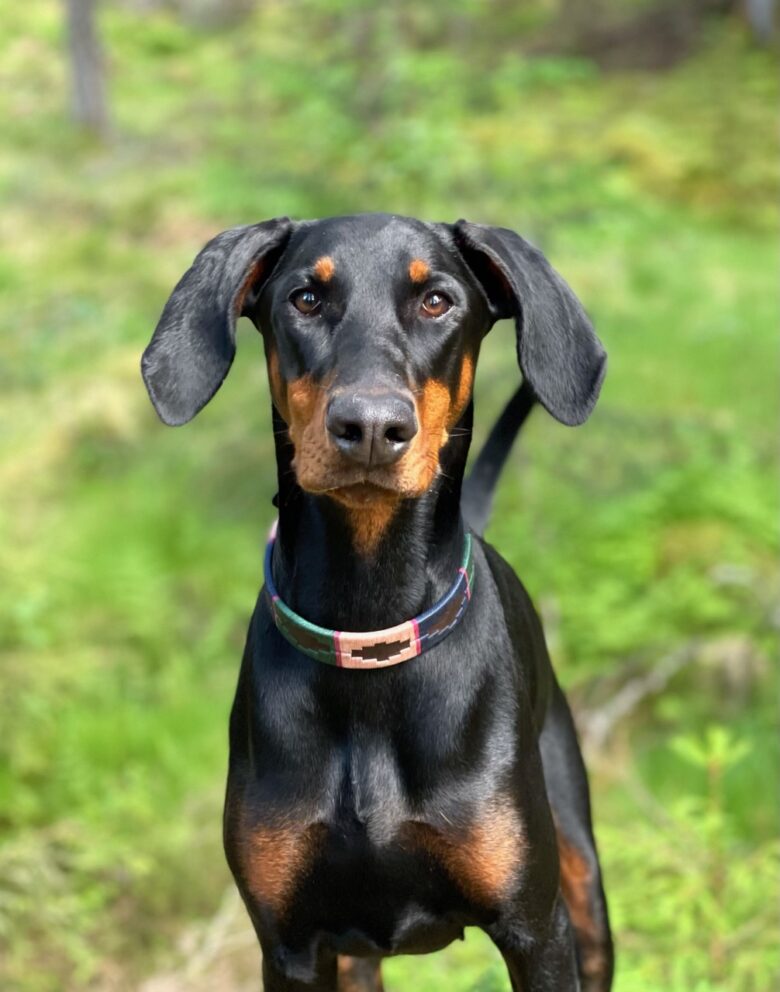Elke Polo Dog Collar Custom