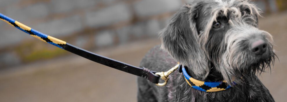 Estribos Betty In Mht Polo Dog Collar And Lead