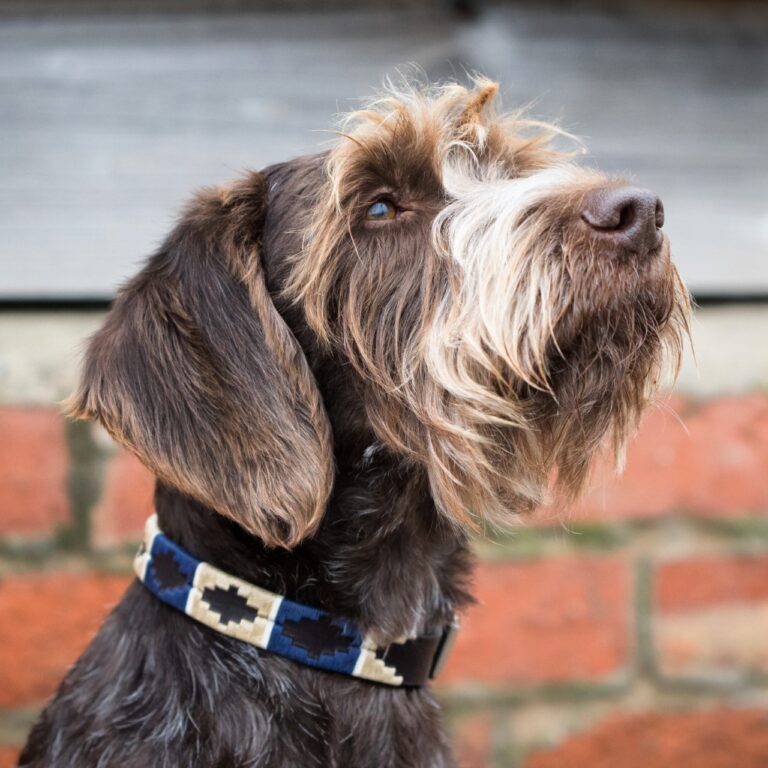 Estribos Polo Dog Collar Betty In George