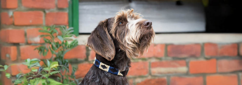 Estribos Polo Dog Collar Betty In George Cover