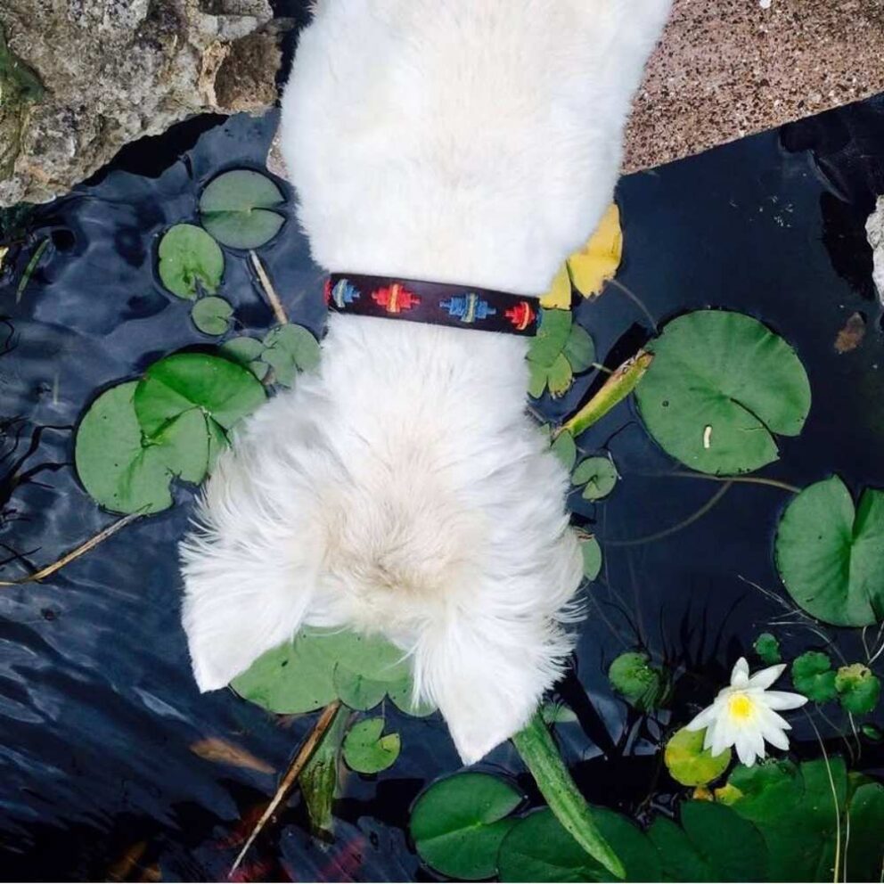 George In Polo Dog Collar